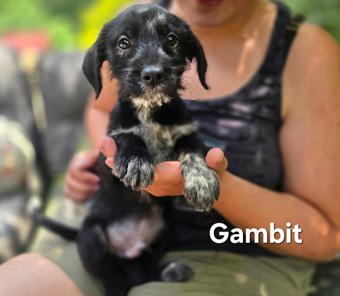 Blade, a ADOPTABLE mixed breed in Canterbury, CT image 3/3