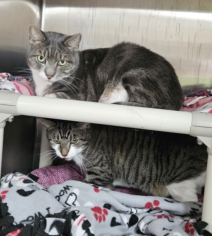 Juniper -Bonded w/Kitty 5