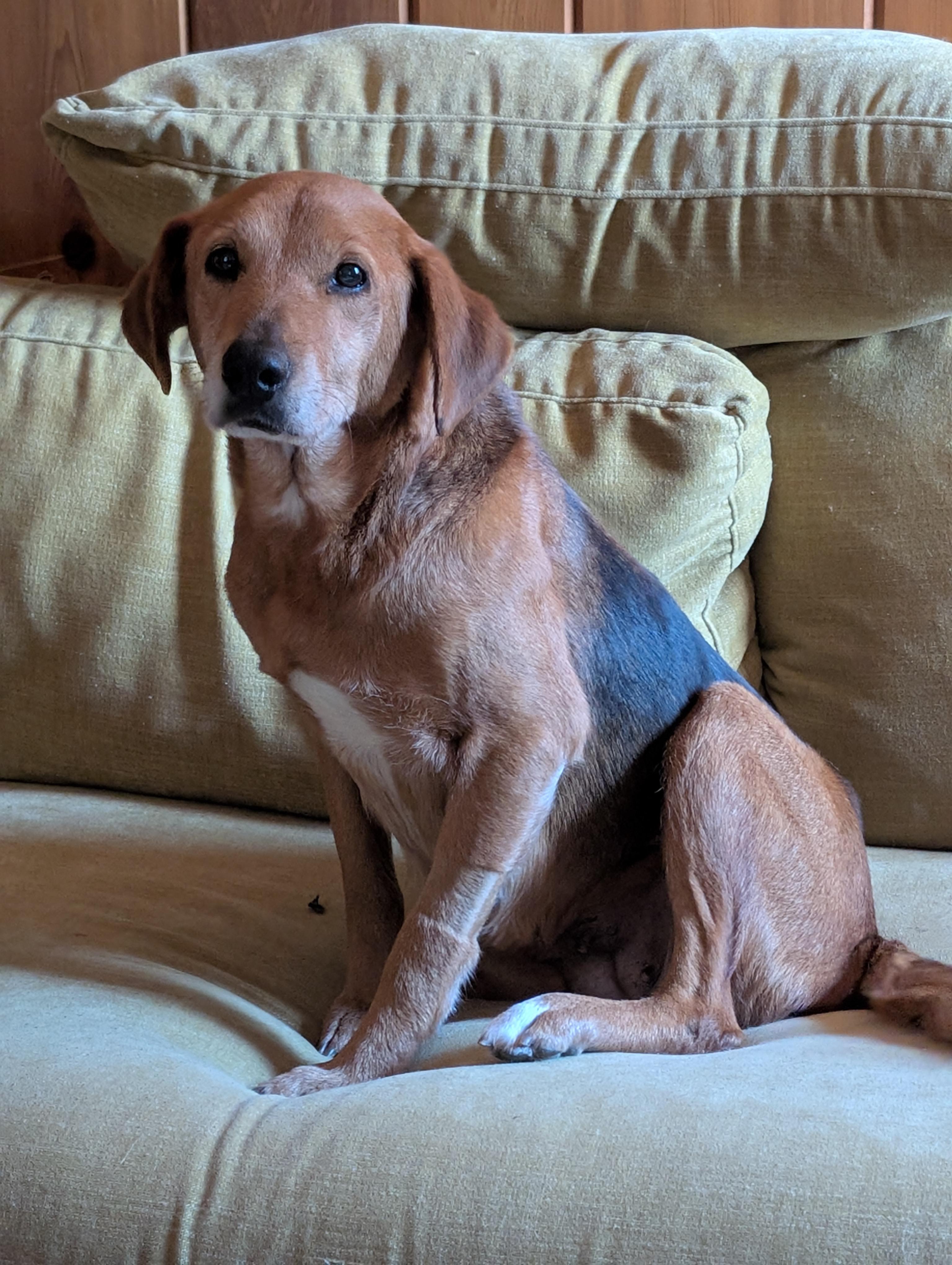 Birdie, ADOPTABLE, Adult Female Hound.
