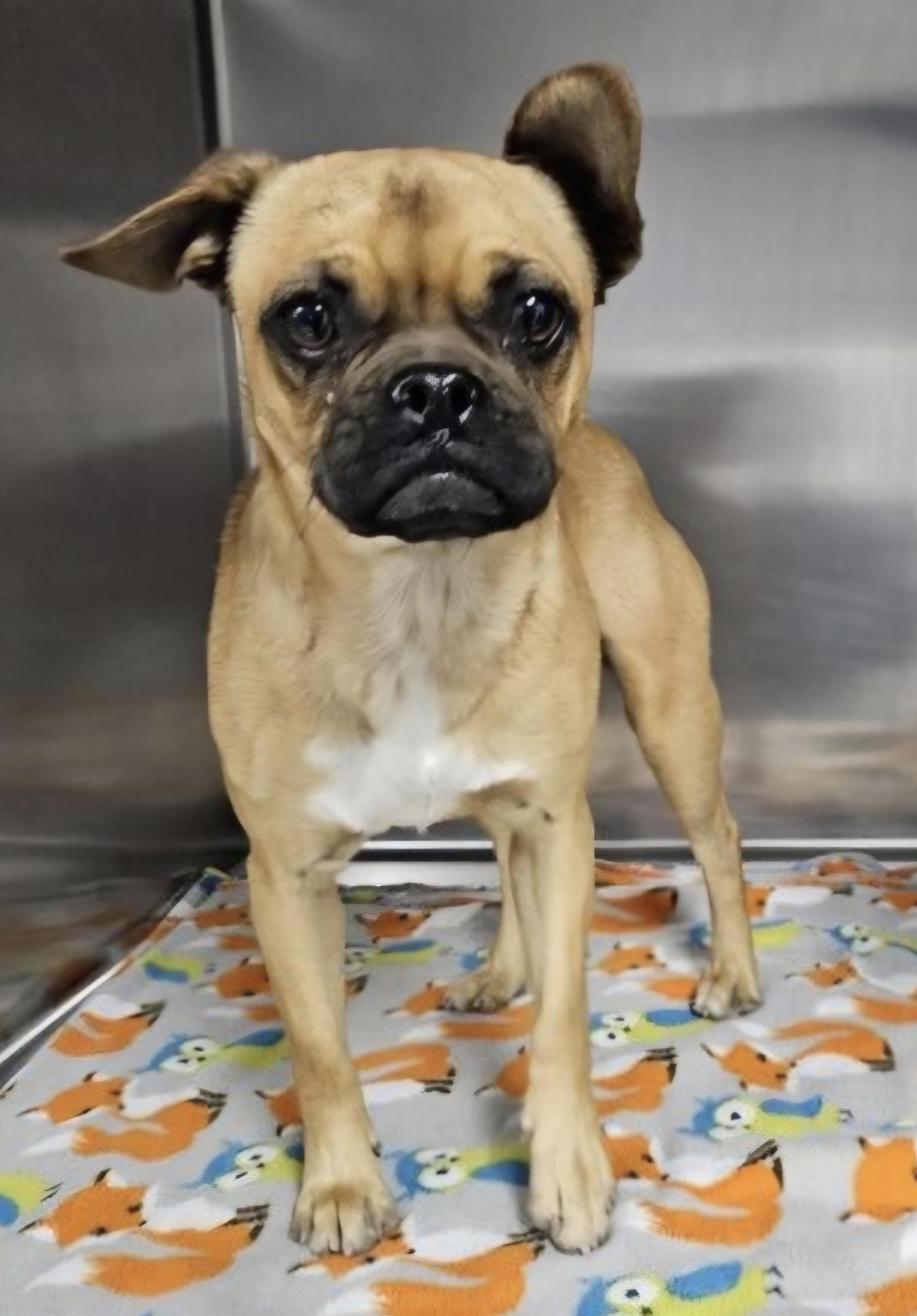 Paloma, ADOPTABLE, Young Female Pug & Chihuahua.