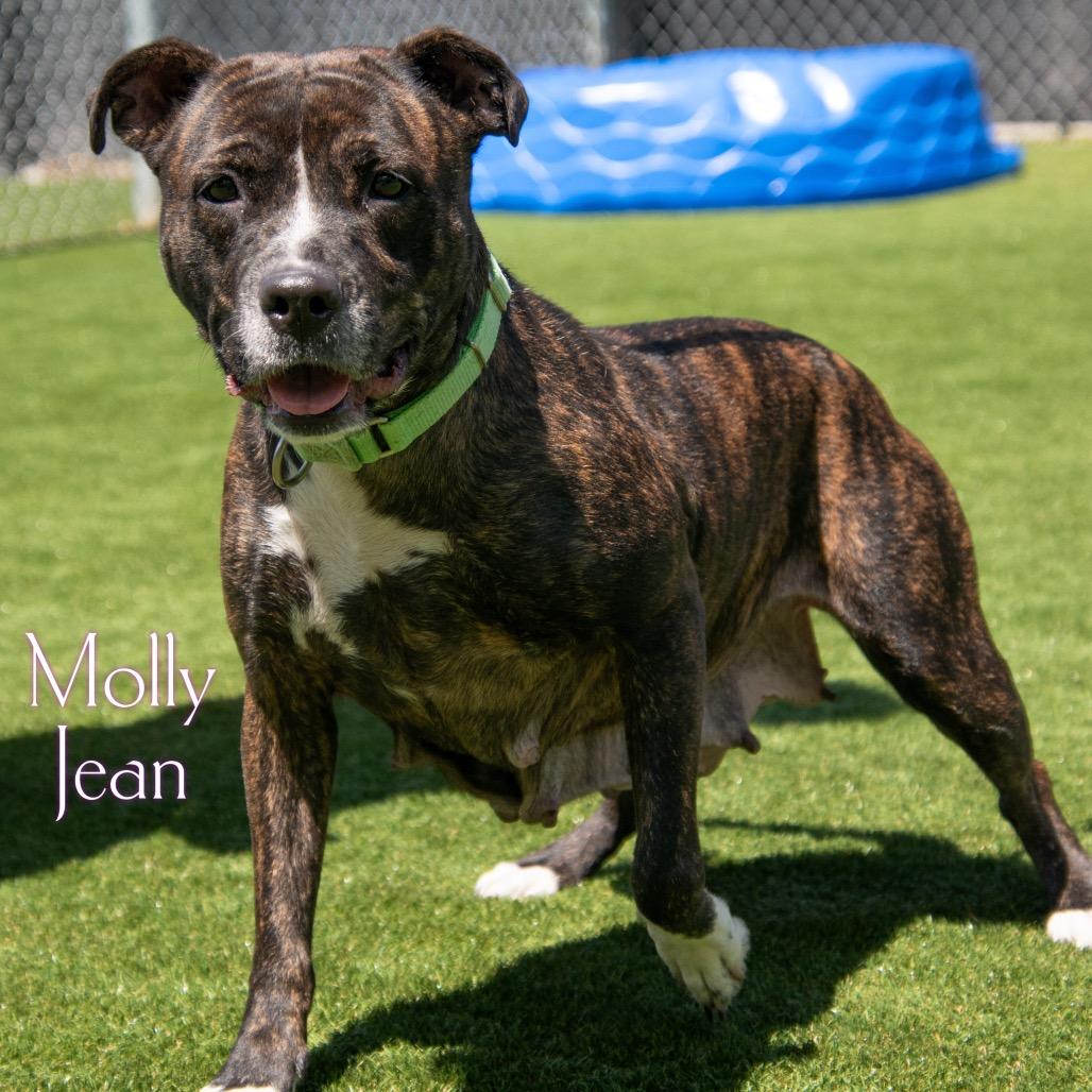Molly Jean, a Adoptable mixed breed in Parkersburg, WV image 1/2