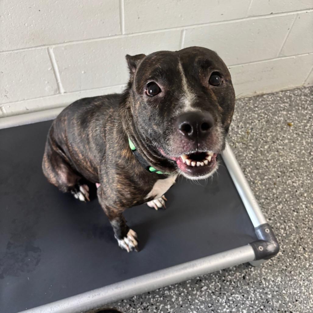 Molly Jean, a Adoptable mixed breed in Parkersburg, WV image 2/2