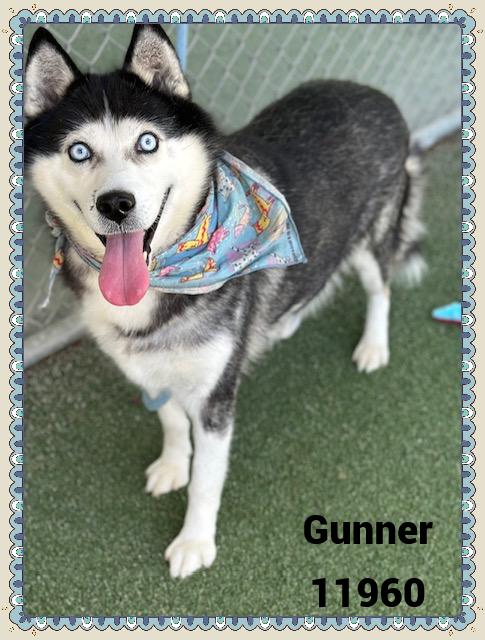 GUNNER