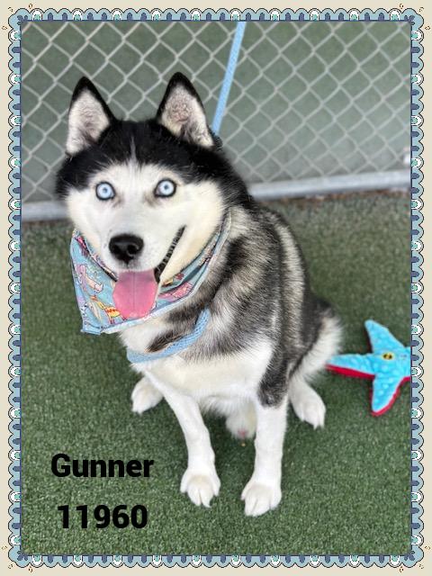 GUNNER 2