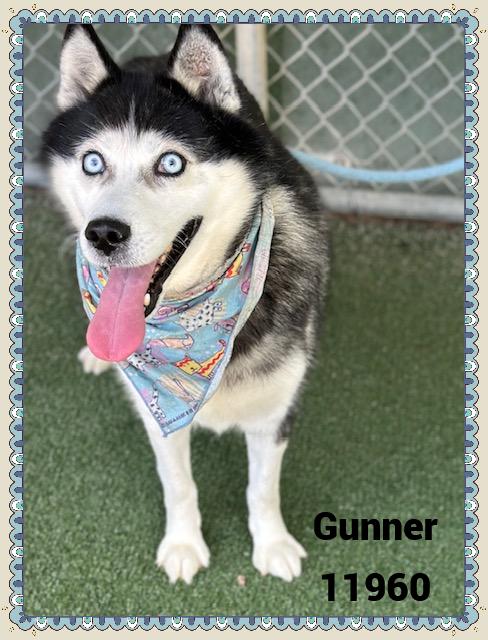 GUNNER 4