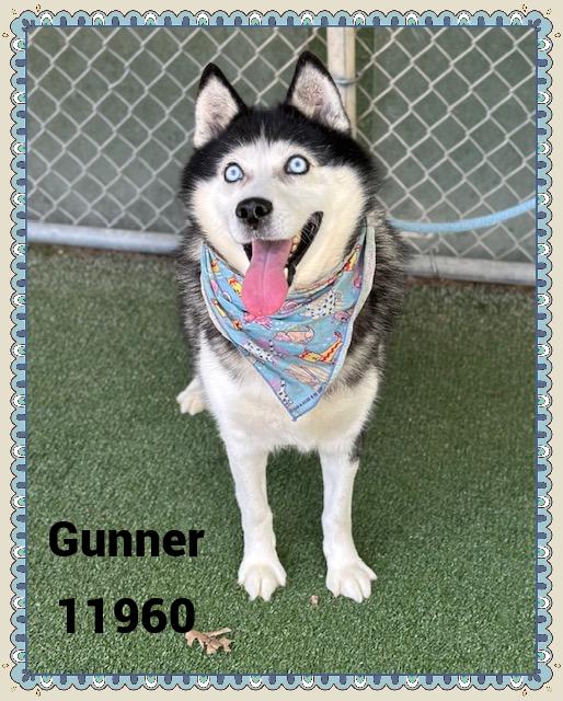 GUNNER 5