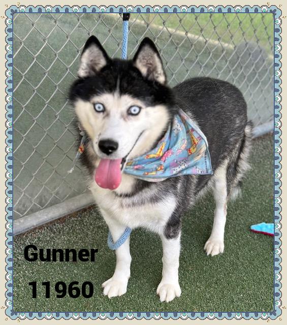 GUNNER 6