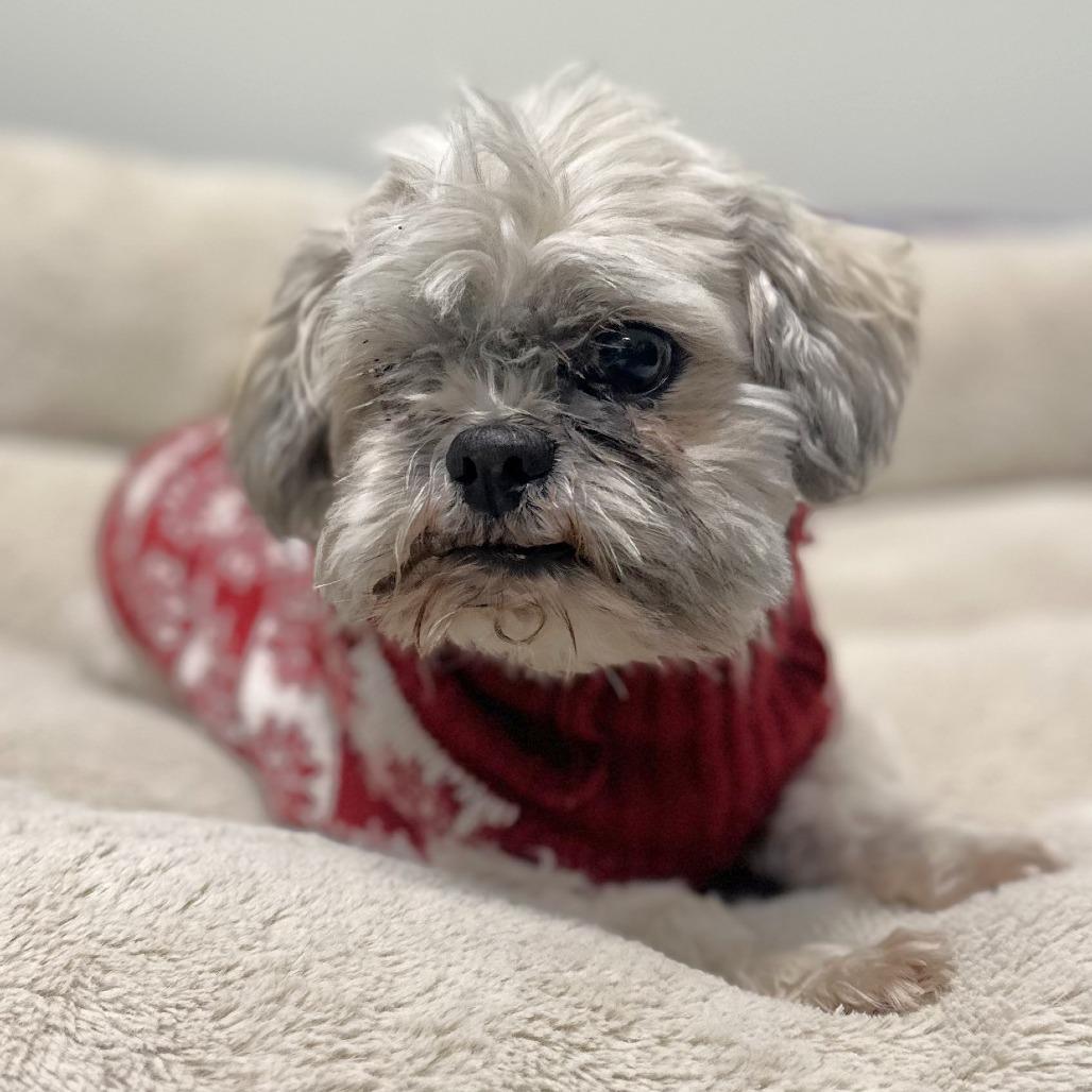Sully, a Adoptable Shih Tzu in Warrensburg, MO image 1/2