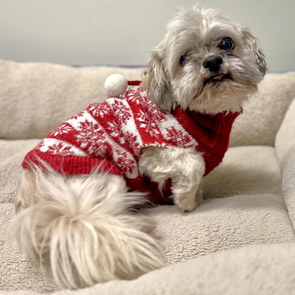 Sully, a Adoptable Shih Tzu in Warrensburg, MO image 2/2