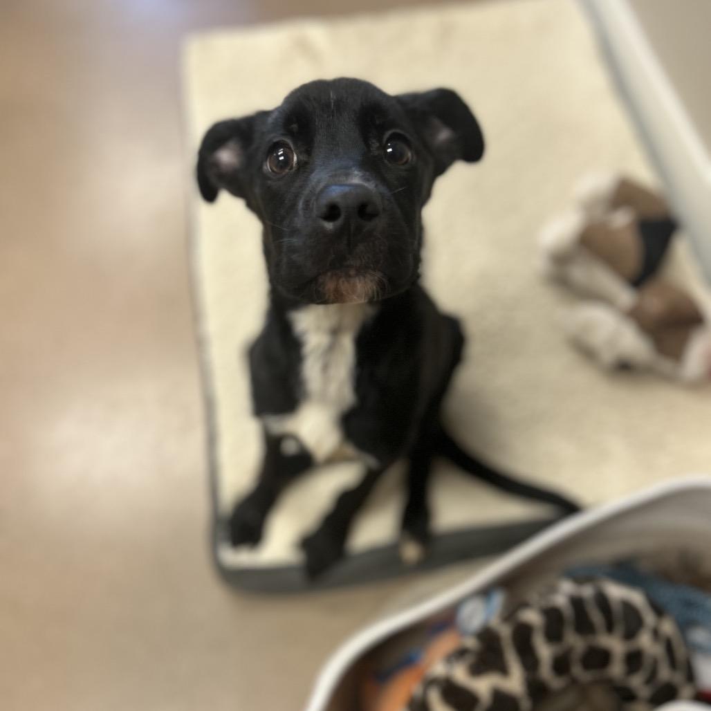 Enlarge LEONARDO, a Adoptable mixed breed in Kyle, TX image 1/6