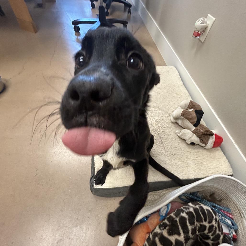 Enlarge LEONARDO, a Adoptable mixed breed in Kyle, TX image 2/6