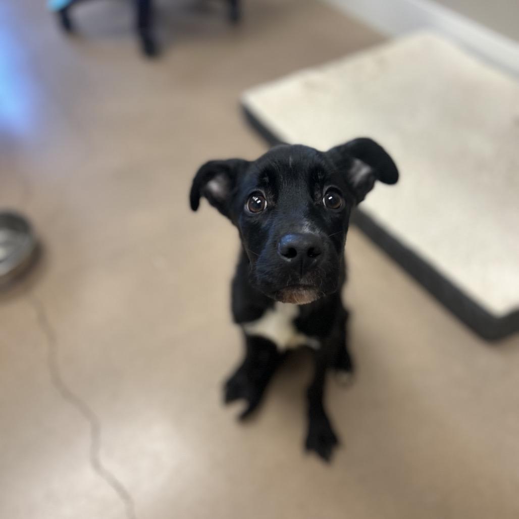 Enlarge LEONARDO, a Adoptable mixed breed in Kyle, TX image 3/6