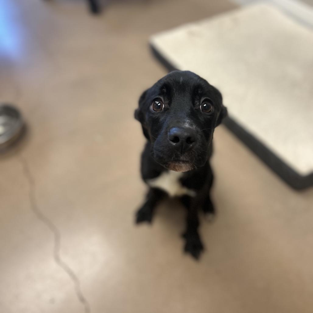 Enlarge LEONARDO, a Adoptable mixed breed in Kyle, TX image 4/6