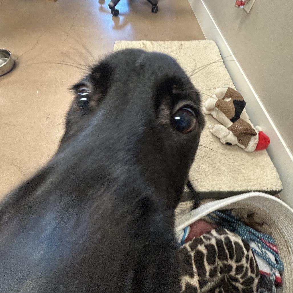 Enlarge LEONARDO, a Adoptable mixed breed in Kyle, TX image 5/6