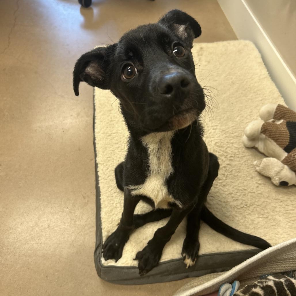 Enlarge LEONARDO, a Adoptable mixed breed in Kyle, TX image 6/6
