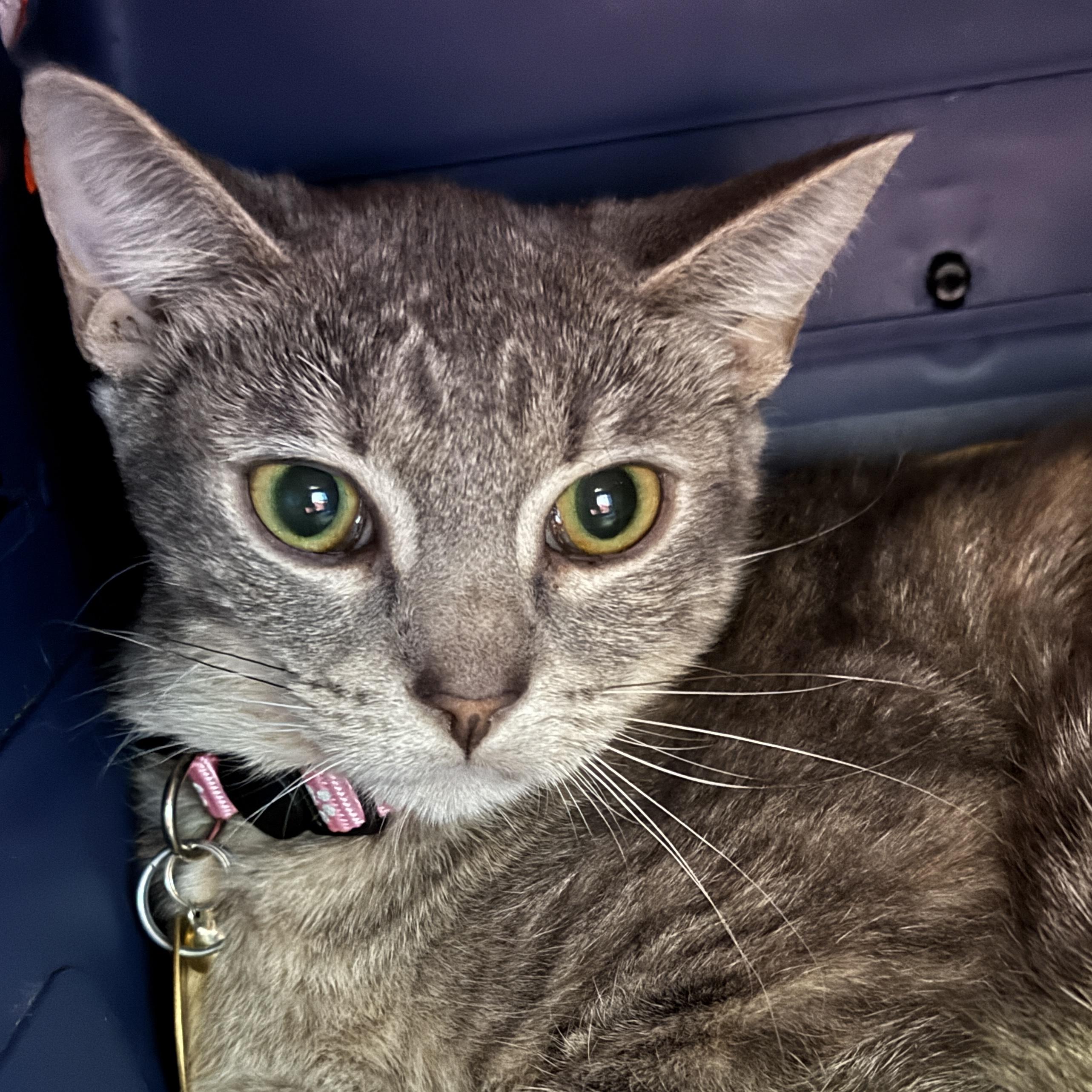 Enlarge Nyx, a Adoptable Domestic Short Hair in Lansing, MI image 1/1