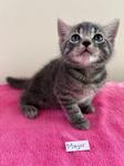 Major, ADOPTABLE, Kitten Male Domestic Short Hair.