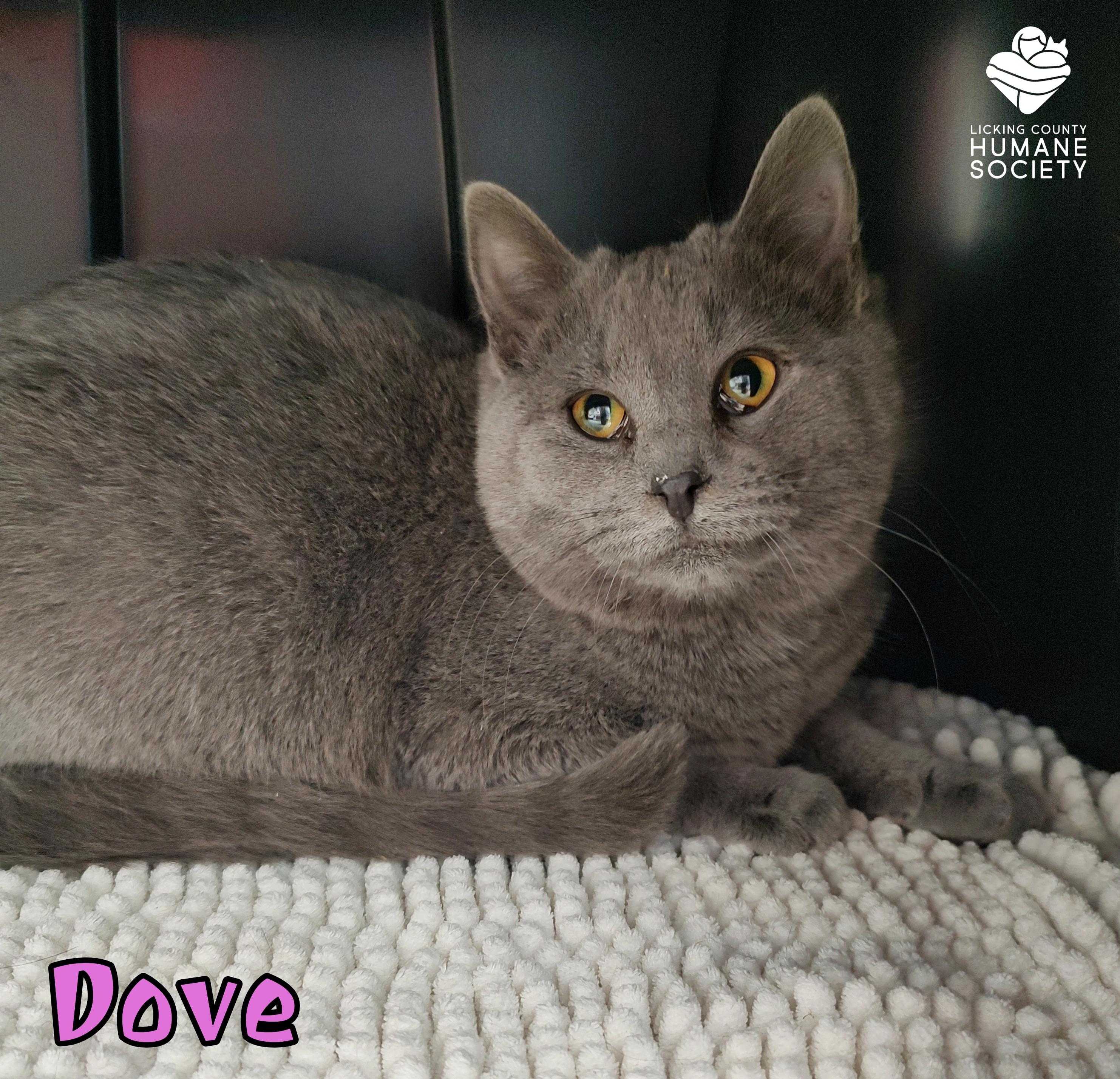 Dove, Adoptable, Young Female Domestic Short Hair.