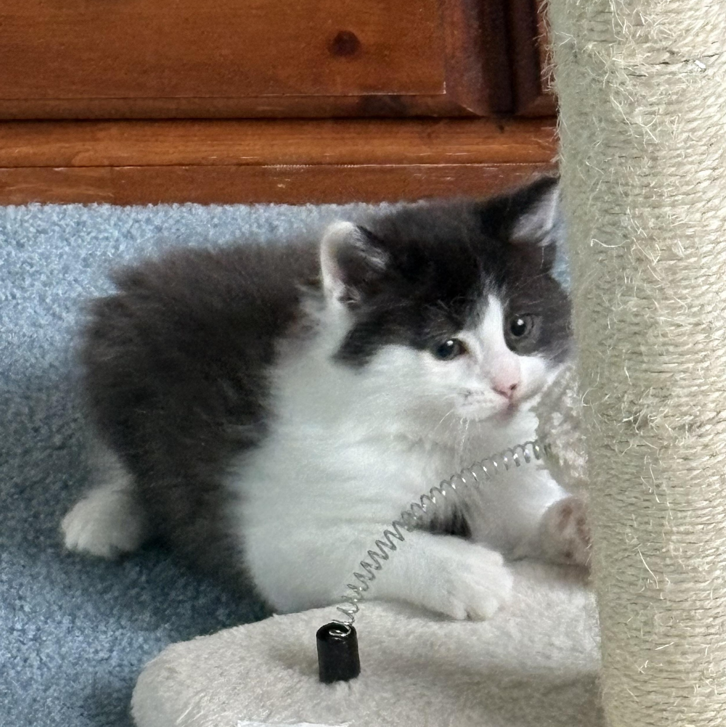 Harry, an adopted Domestic Short Hair in Westland, MI image 1/2