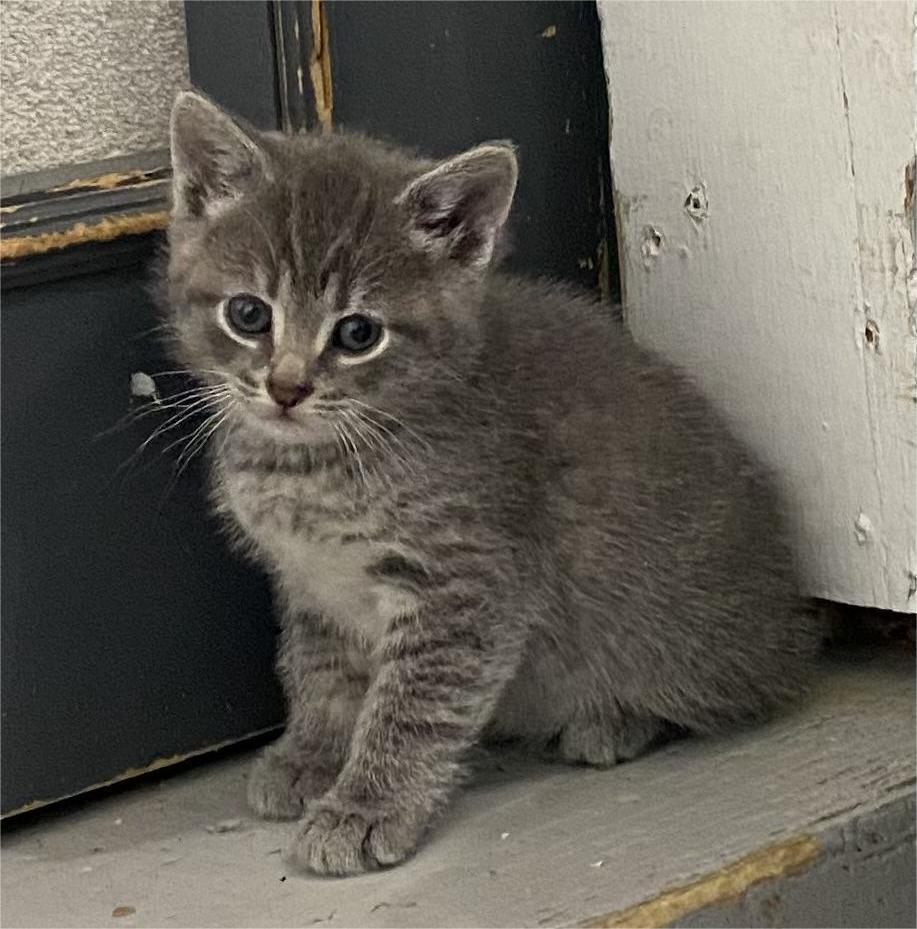 Chester, an adopted Domestic Short Hair in Stanstead, QC image 1/2