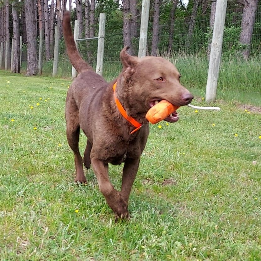 Josef, Adoptable, Adult Male Chesapeake Bay Retriever.