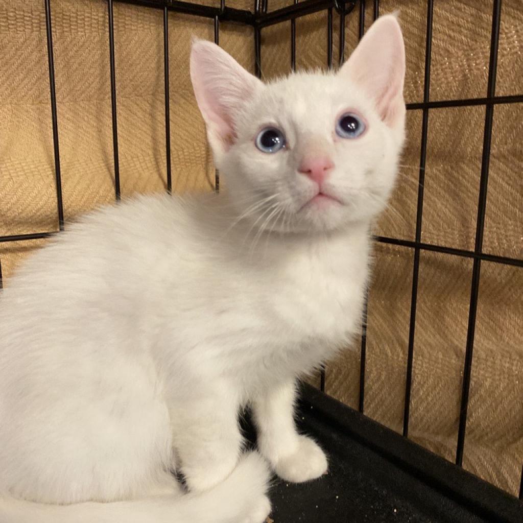 Snow, Adoptable, Adult Male Domestic Short Hair.