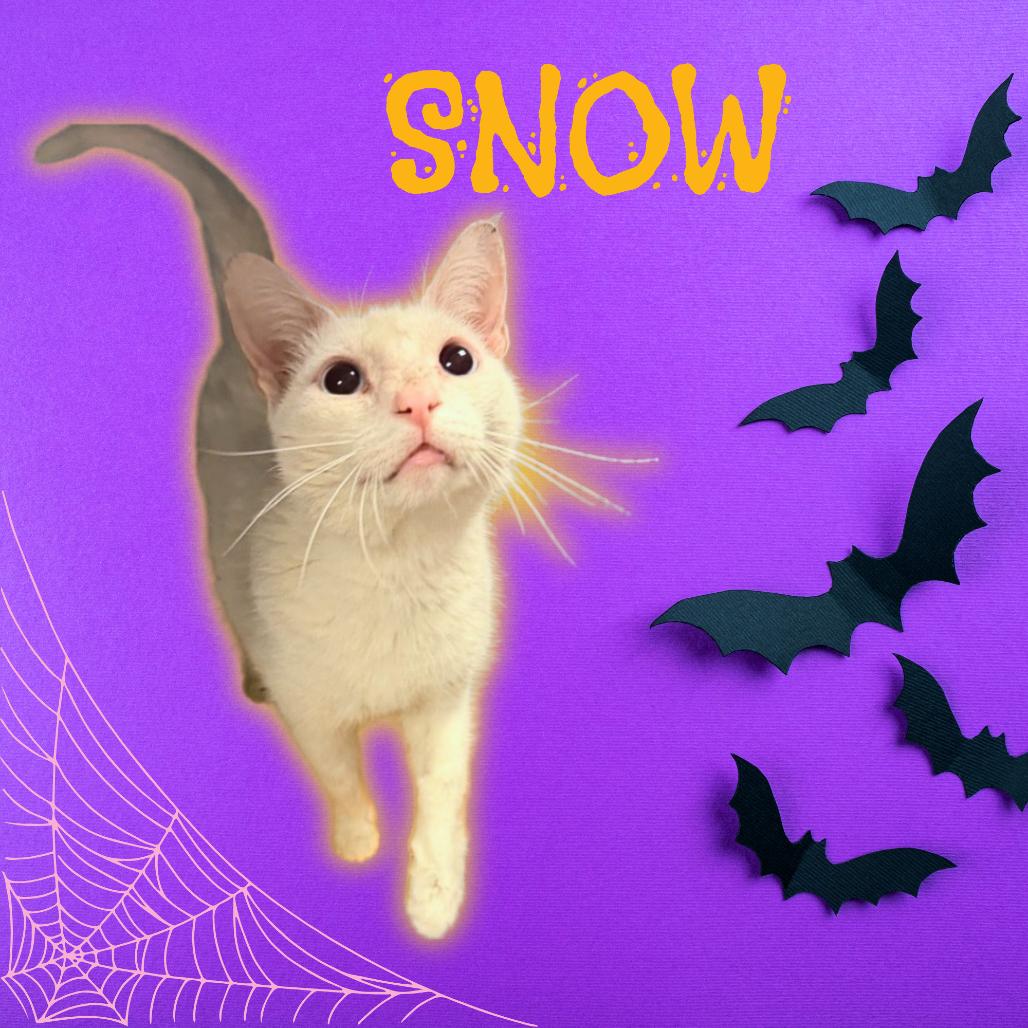 Enlarge Snow, a Adoptable Domestic Short Hair in Tempe, AZ image 2/6