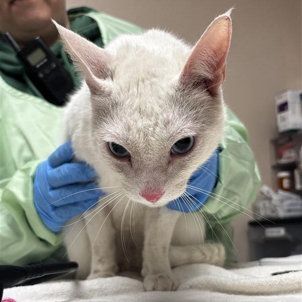 Enlarge Snow, a Adoptable Domestic Short Hair in Tempe, AZ image 2/6