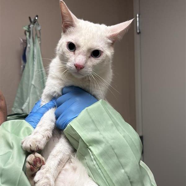 Enlarge Snow, a Adoptable Domestic Short Hair in Tempe, AZ image 3/6