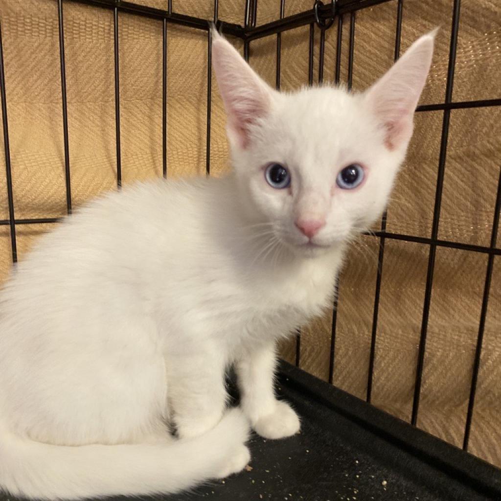 Enlarge Snow, a Adoptable Domestic Short Hair in Tempe, AZ image 4/6