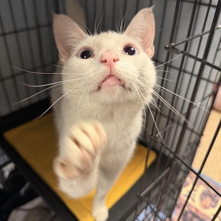 Enlarge Snow, a Adoptable Domestic Short Hair in Tempe, AZ image 5/6