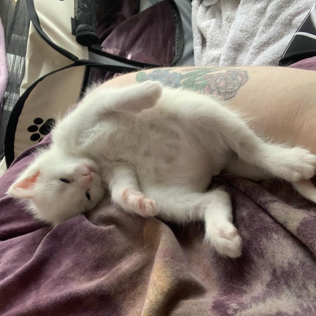 Enlarge Snow, a Adoptable Domestic Short Hair in Tempe, AZ image 6/6