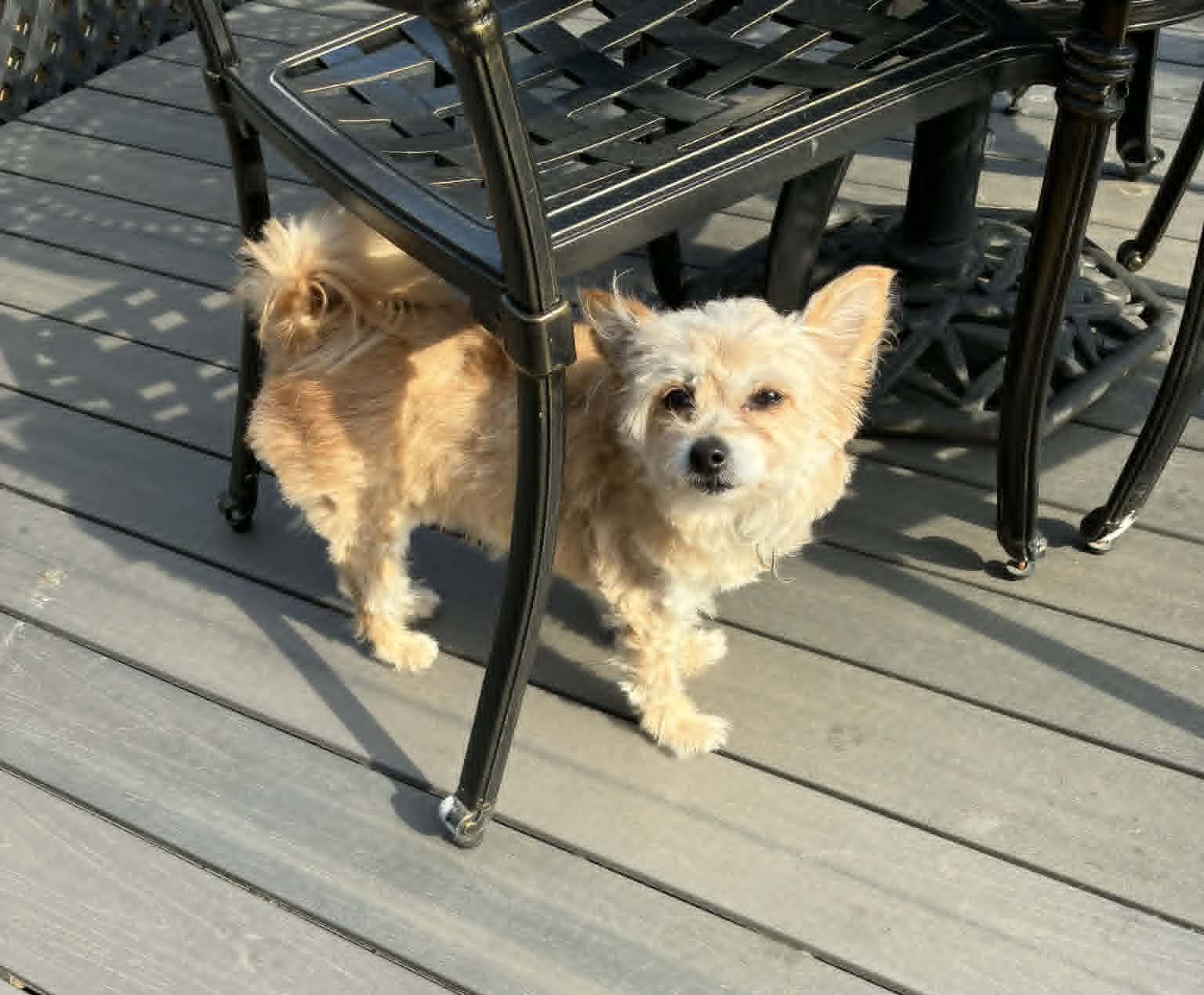 Enlarge Ragamuffin, an adopted mixed breed in Blue Bell, PA image 2/3