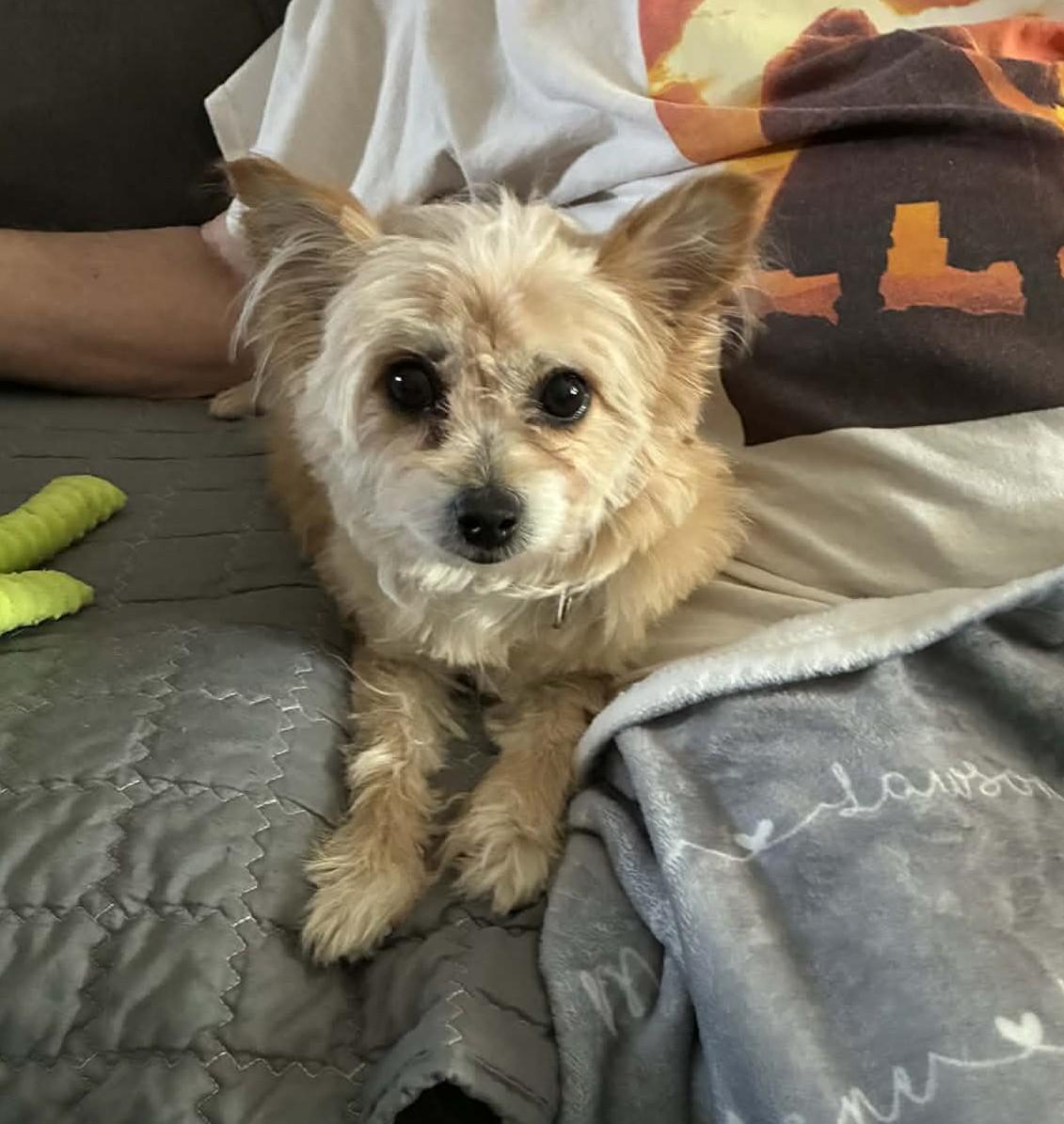 Ragamuffin, adopted, Adult Female Yorkshire Terrier & Wheaten Terrier.