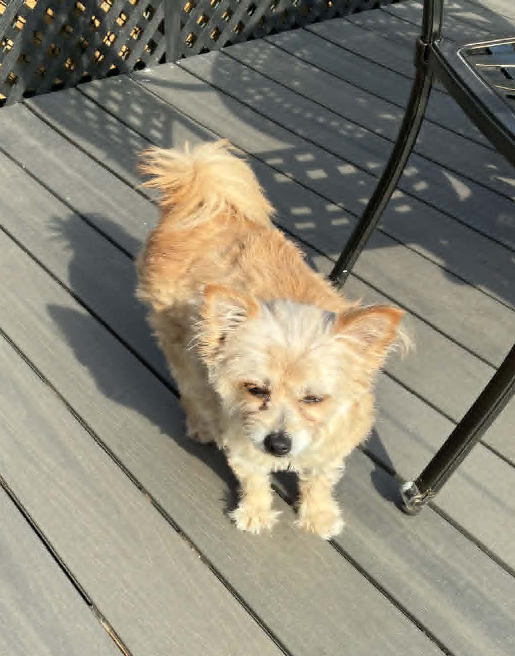 Enlarge Ragamuffin, an adopted mixed breed in Blue Bell, PA image 3/3