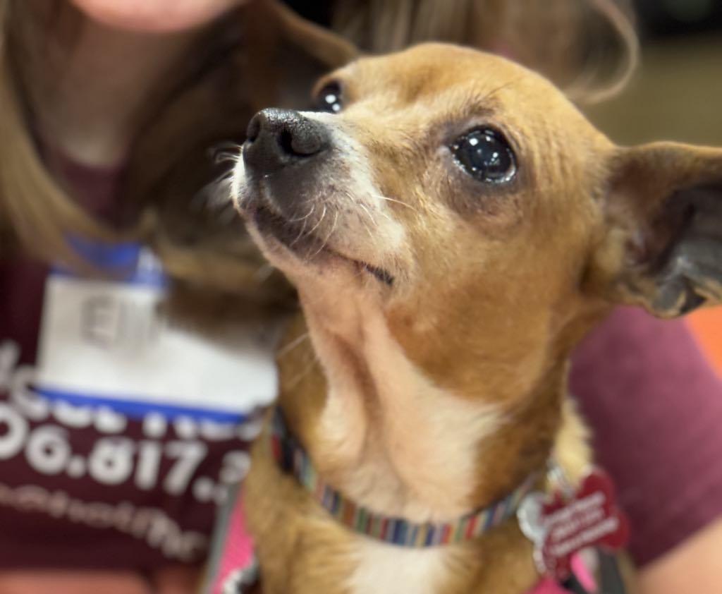 Enlarge Sabine, a ADOPTABLE mixed breed in Covington, WA image 4/6