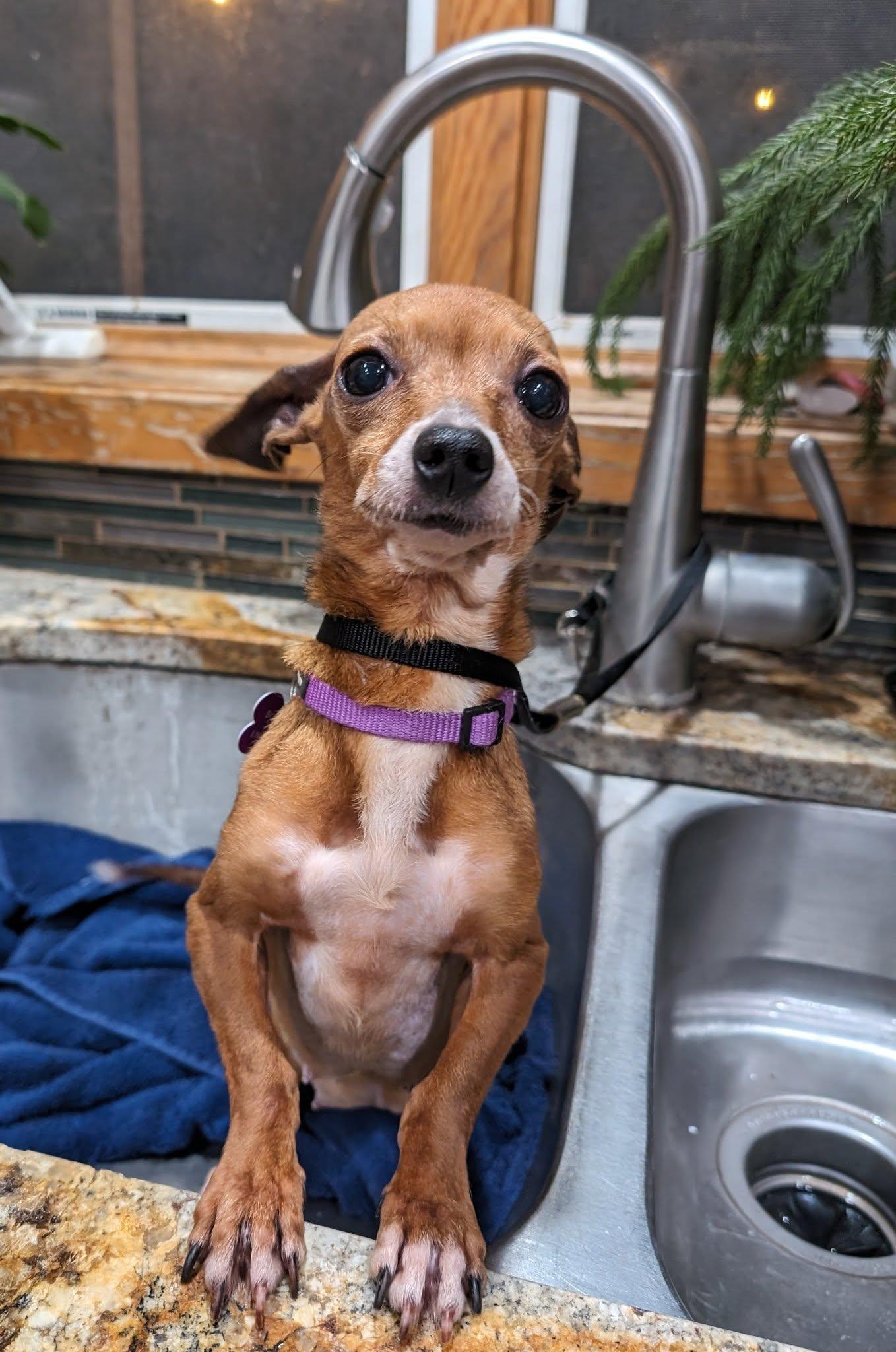 Enlarge Sabine, a ADOPTABLE mixed breed in Covington, WA image 3/6