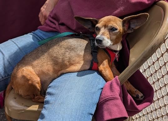 Enlarge Sabine, a ADOPTABLE mixed breed in Covington, WA image 5/6
