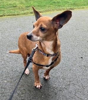 Enlarge Sabine, a ADOPTABLE mixed breed in Covington, WA image 2/6