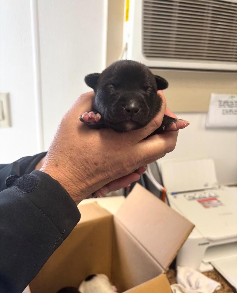 Pixie, Adoptable, Puppy Female Border Collie & Mixed Breed.