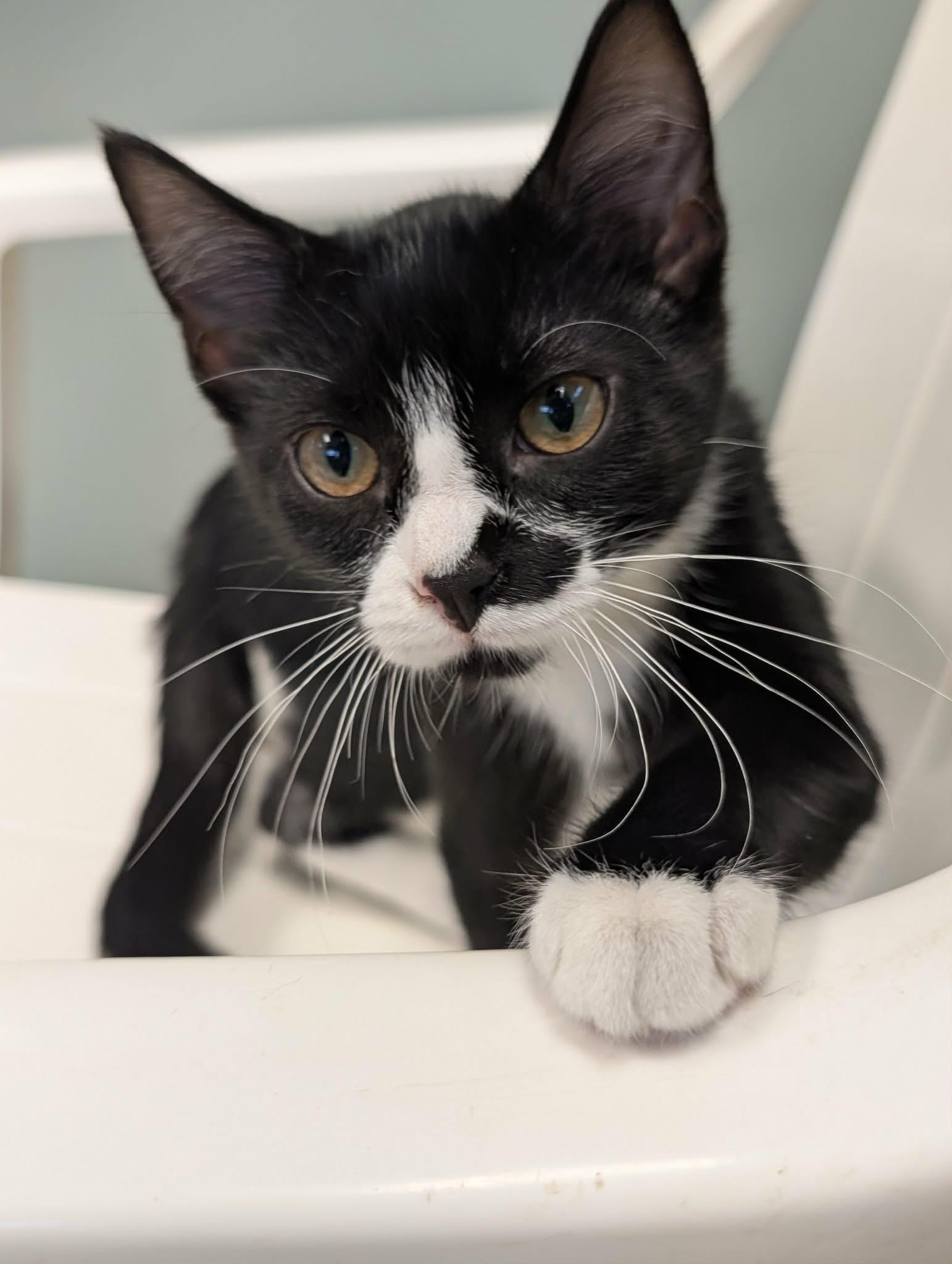 Enlarge Ali, a Adoptable Domestic Short Hair in Waupun, WI image 2/5