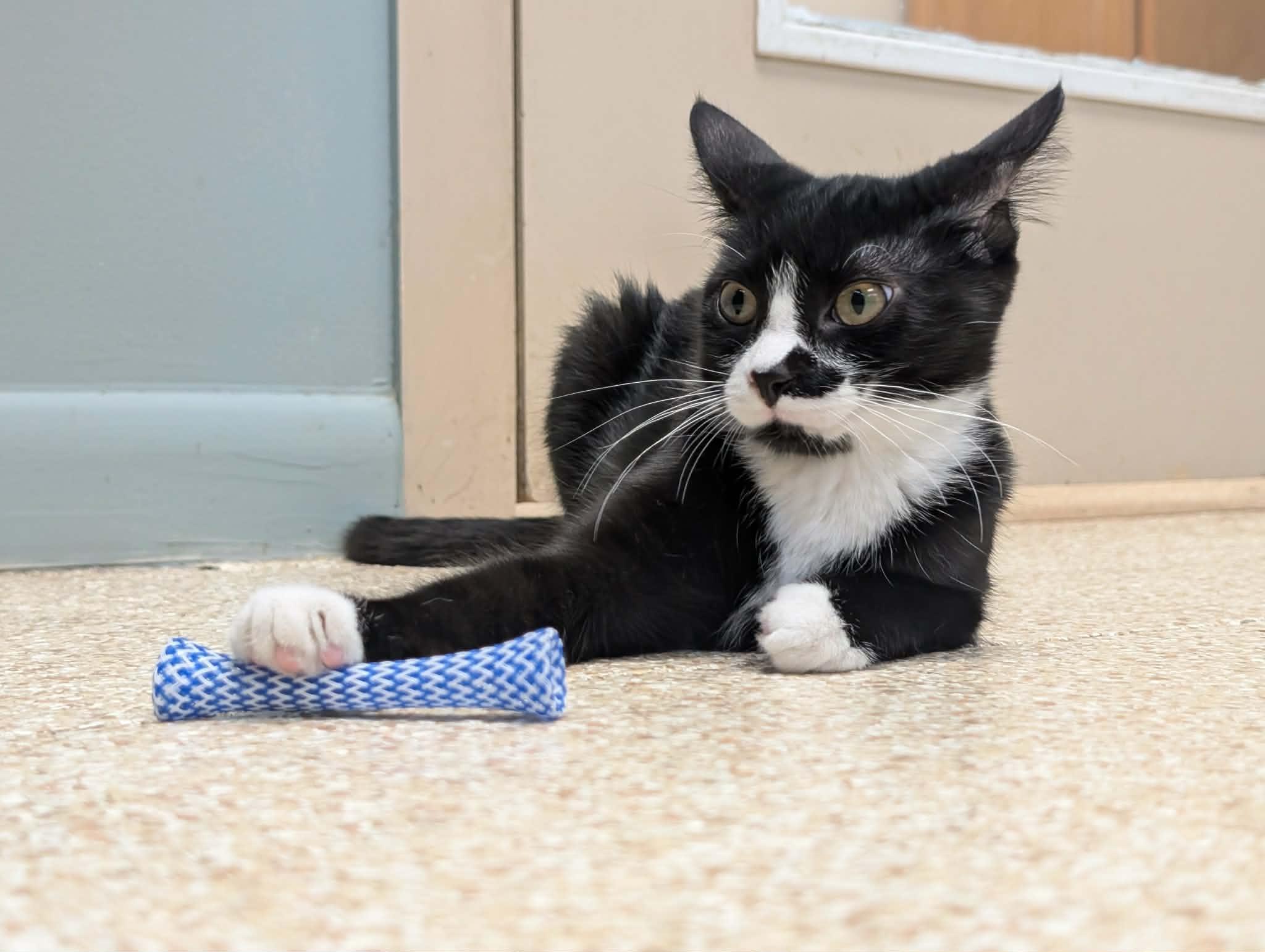 Enlarge Ali, a Adoptable Domestic Short Hair in Waupun, WI image 1/5