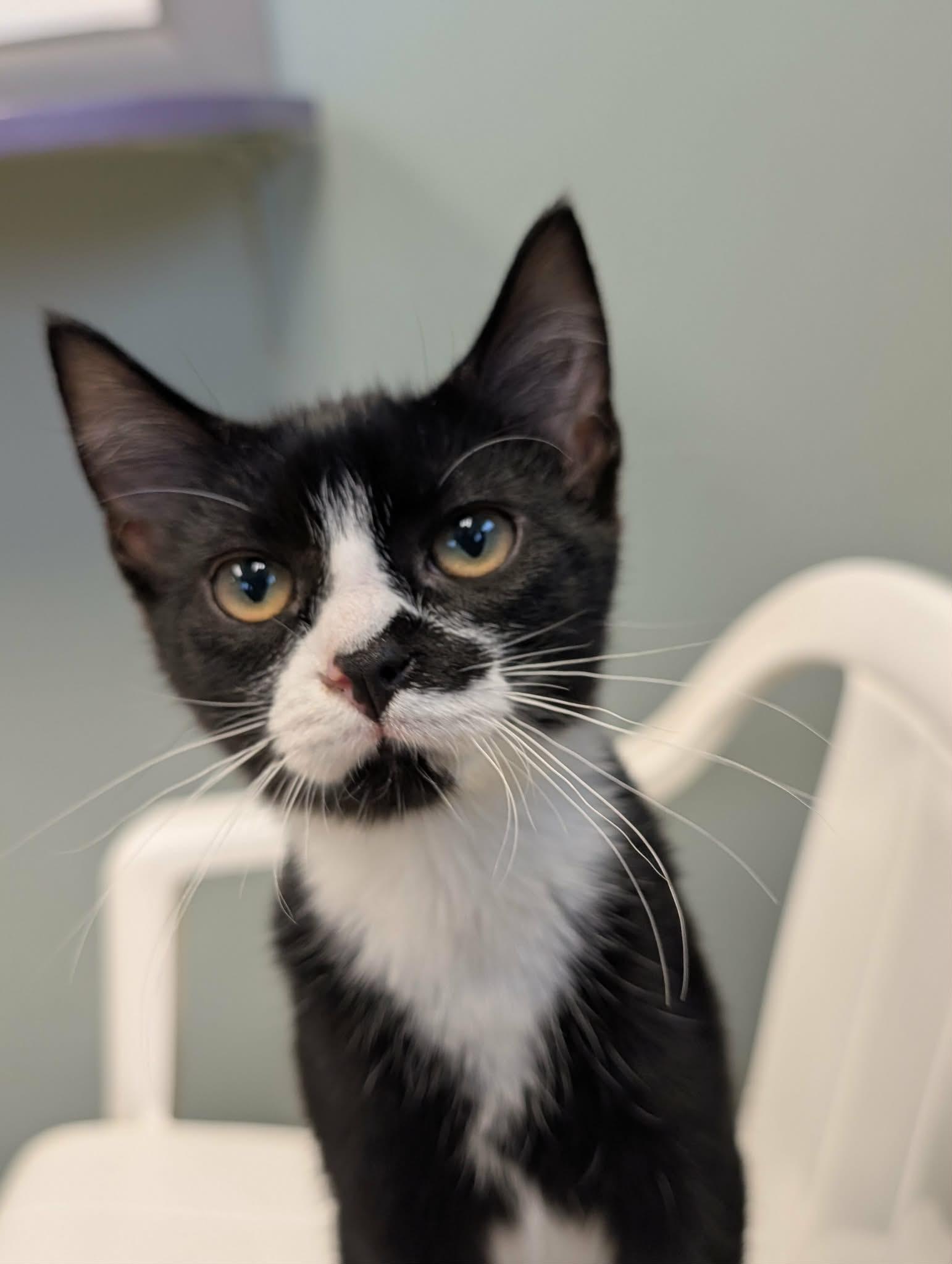 Enlarge Ali, a Adoptable Domestic Short Hair in Waupun, WI image 3/5