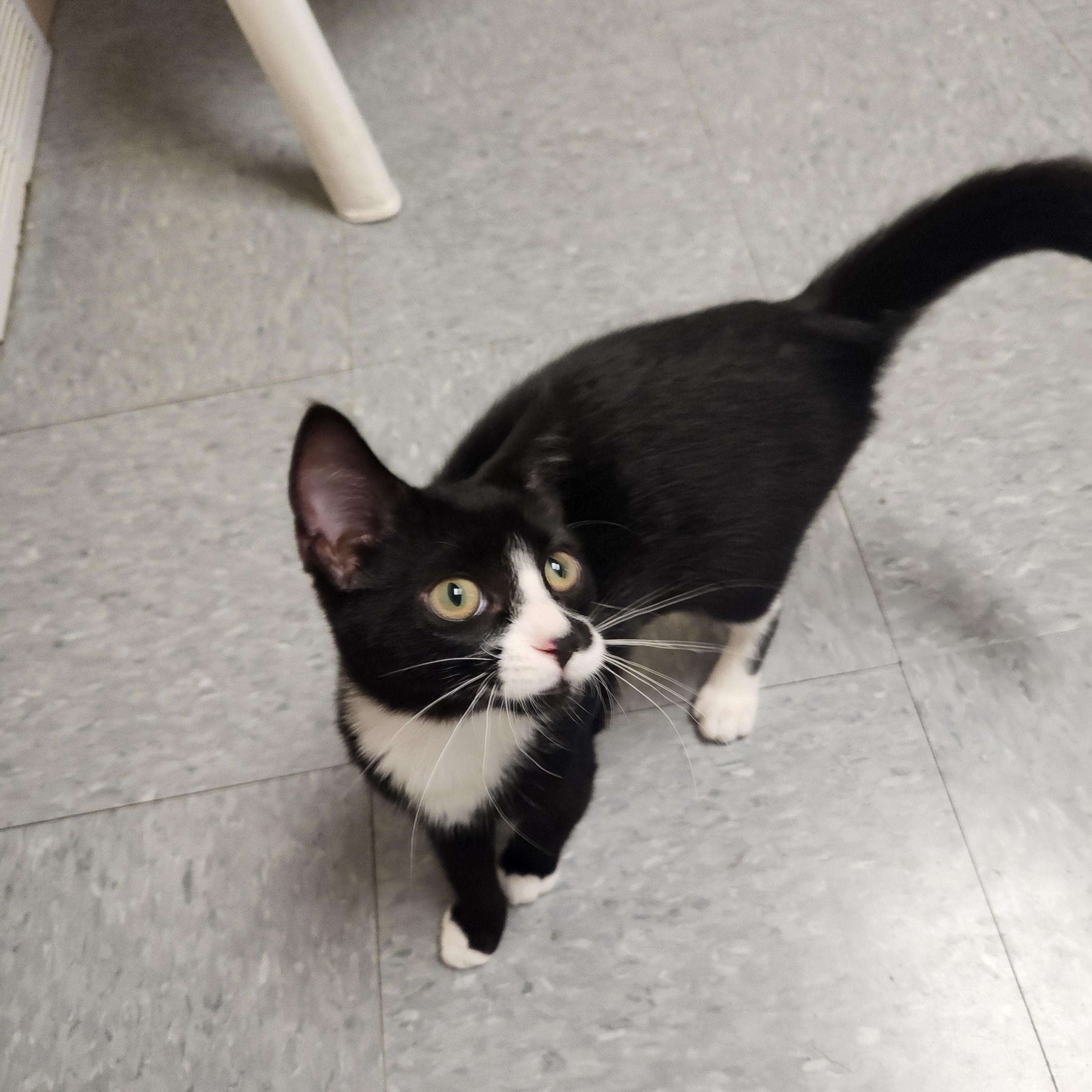 Ali, ADOPTABLE, Young Female Domestic Short Hair.