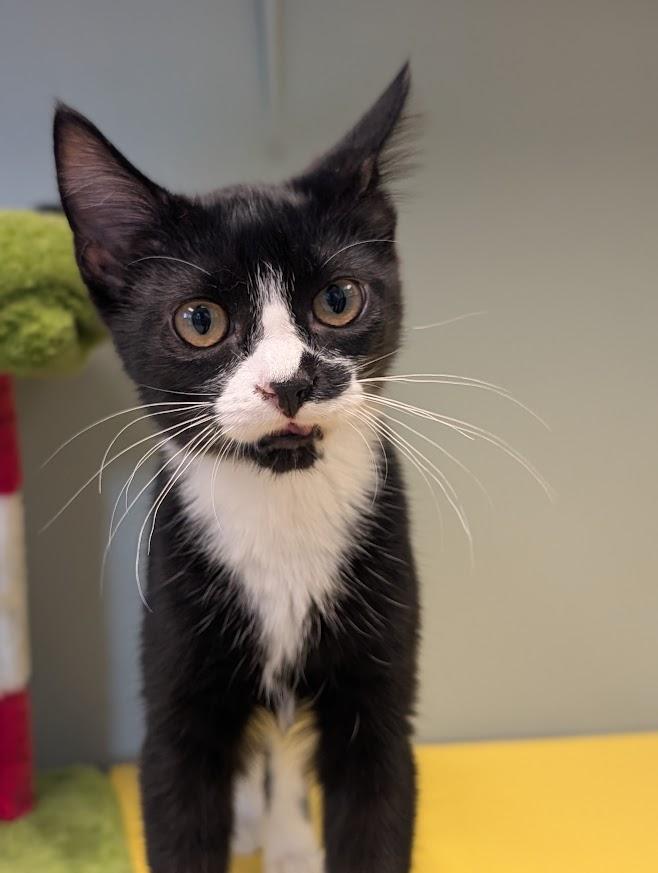 Enlarge Ali, a Adoptable Domestic Short Hair in Waupun, WI image 5/5