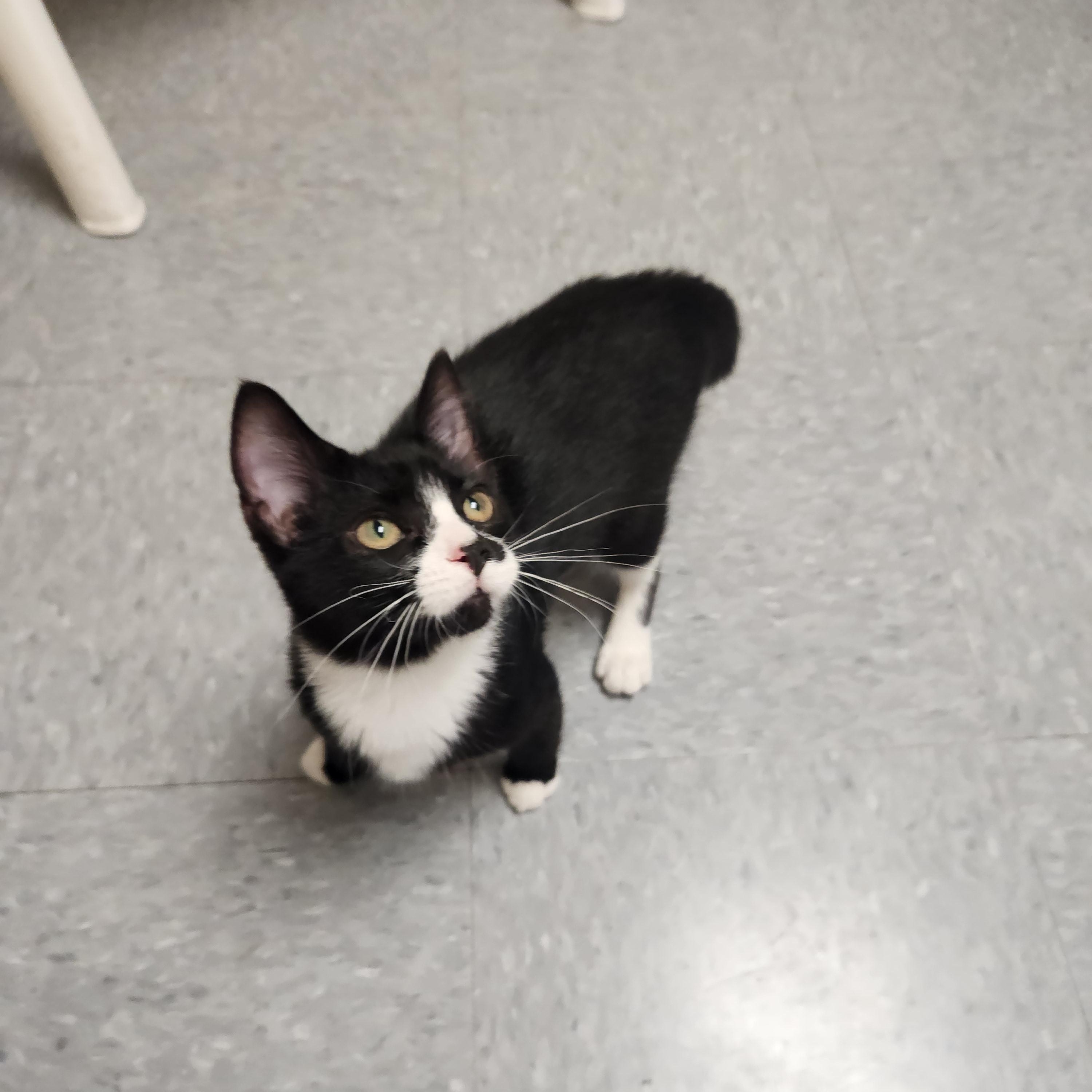 Enlarge Ali, a ADOPTABLE Domestic Short Hair in Waupun, WI image 3/3