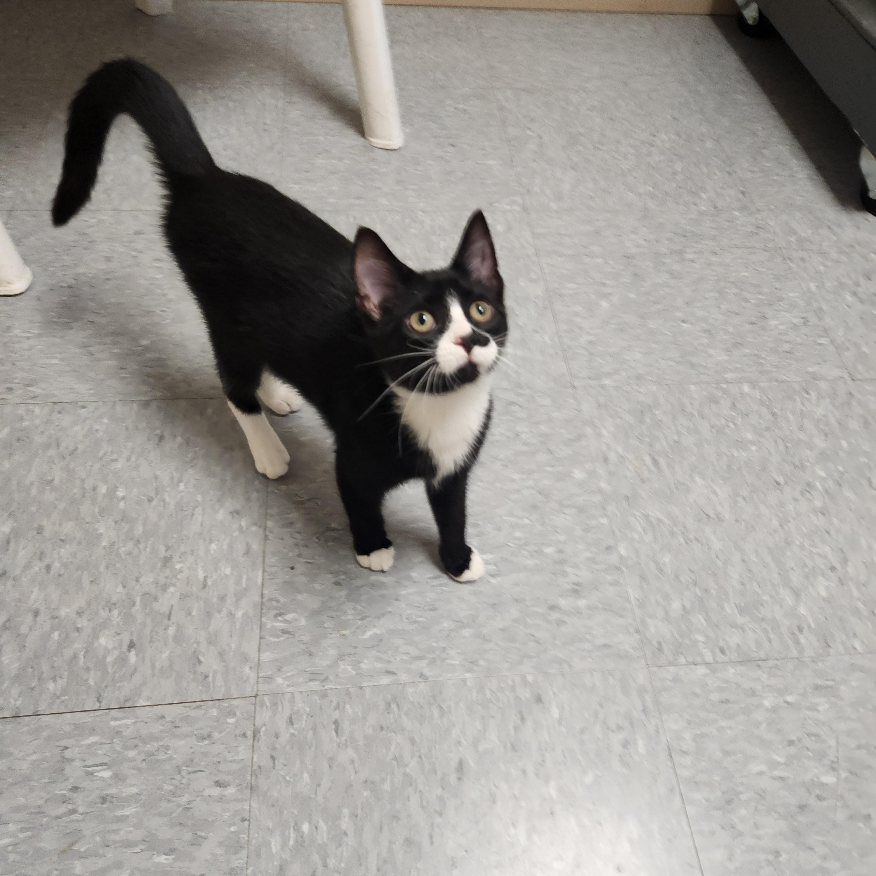 Enlarge Ali, a ADOPTABLE Domestic Short Hair in Waupun, WI image 2/3