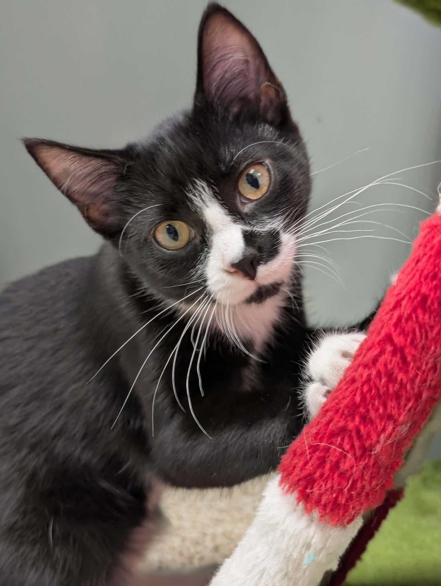 Enlarge Ali, a Adoptable Domestic Short Hair in Waupun, WI image 4/5