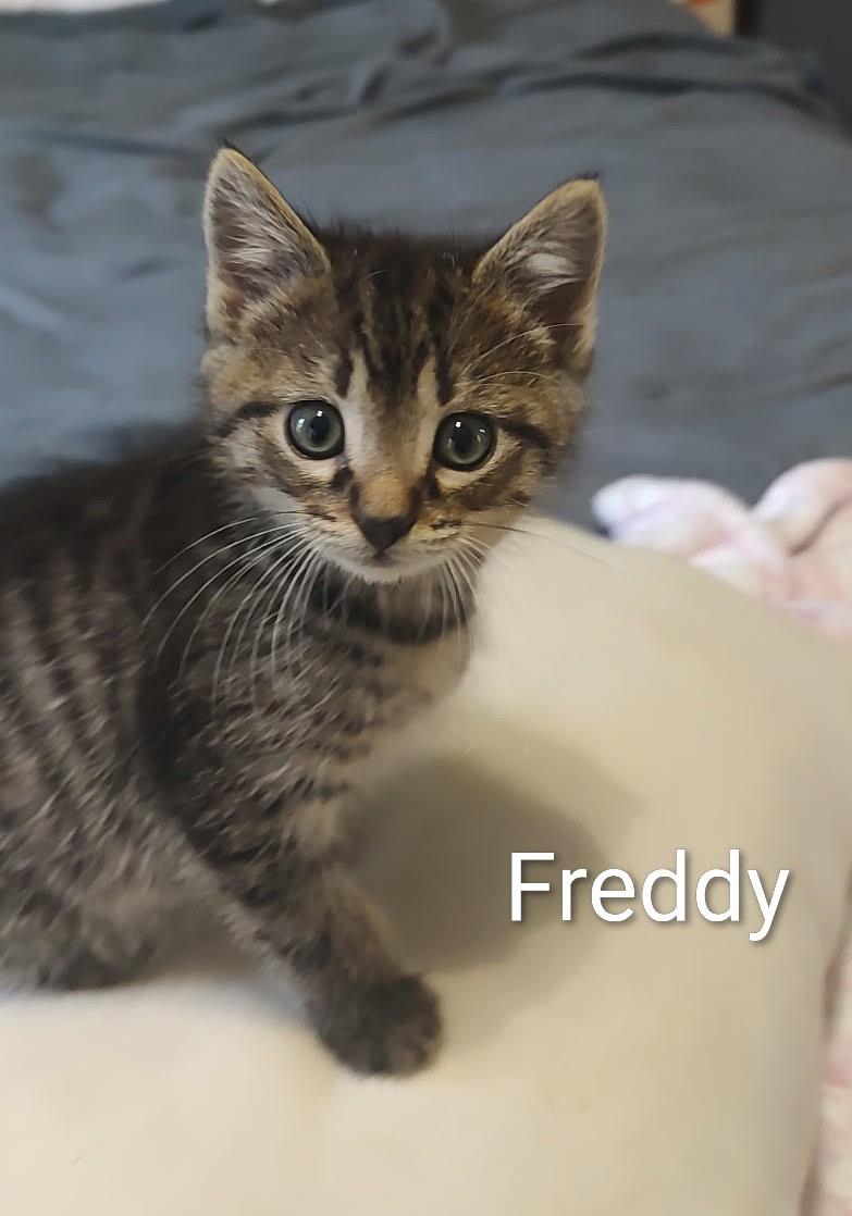 Freddy thumbnail 3