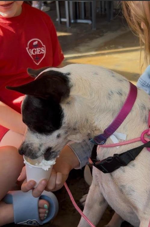 Enlarge Demi, a Adoptable mixed breed in Zebulon, GA image 1/6